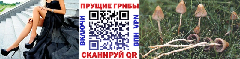 Галлюциногенные грибы GOLDEN TEACHER  купить   Костерёво 